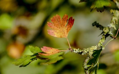 Time for an Autumn Reset II